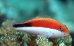 The Freckled Hawkfish are thick as flies on the reefs. It... by Jan Messersmith 